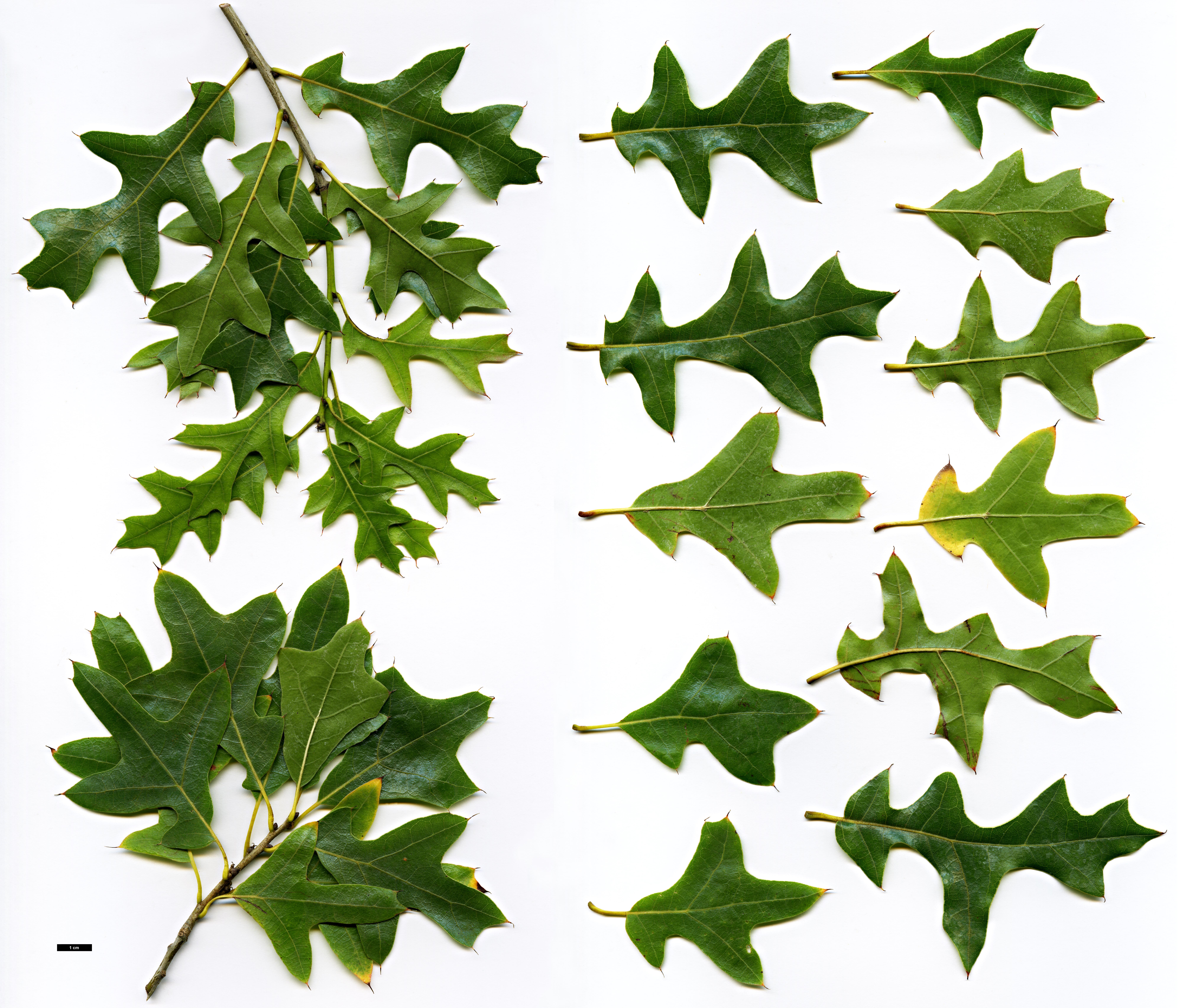 High resolution image: Family: Fagaceae - Genus: Quercus - Taxon: ×hastingsii (Q.buckleyi × Q.marilandica)